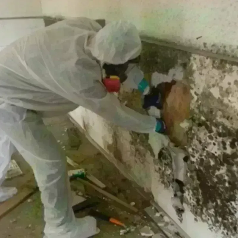 Mold Remediation and Removal in Camp Hill, PA